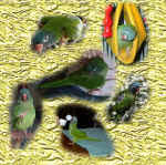 angelaA17.jpg (188612 bytes)