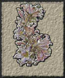 angelaA21.jpg (43423 bytes)