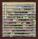 angelaA24.jpg (26963 bytes)