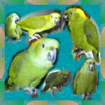 angelaA2_17.jpg (133154 bytes)