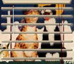 dot6c.jpg (8182 bytes)