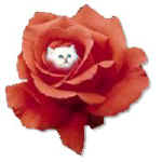 jacque11.jpg (7931 bytes)